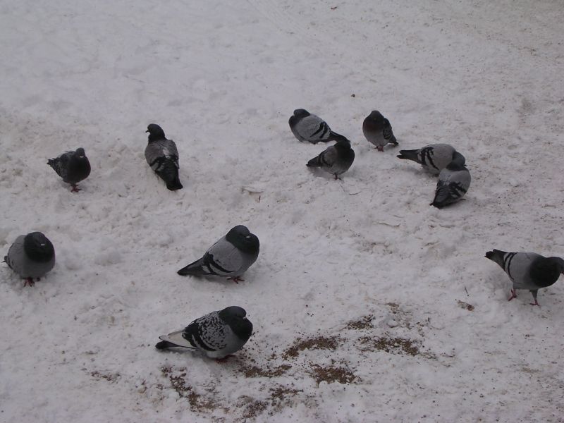 DSCN5288.JPG, 30/12/2005, 100 kB