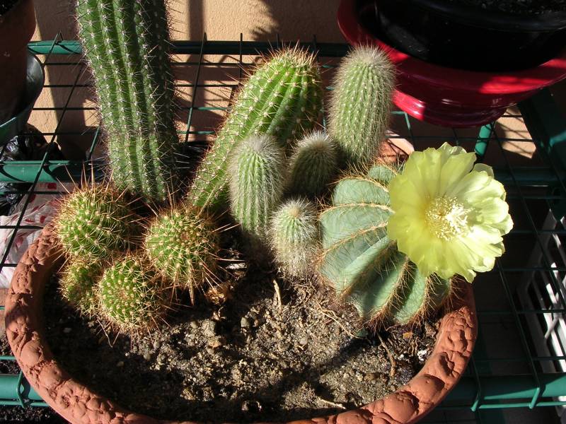 DSCN0667.JPG, 20/06/2003, 688 kB