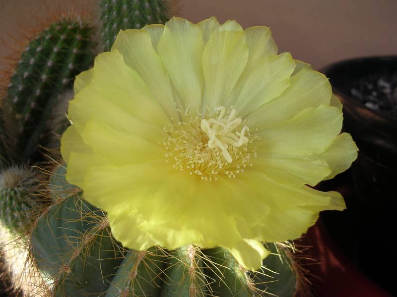 DSCN0673.JPG, 20/06/2003, 627 kB