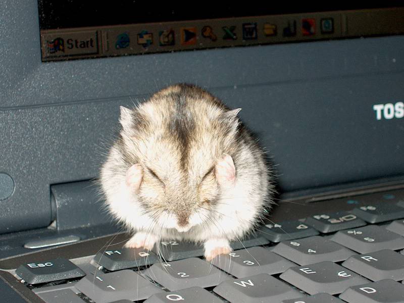 IM000096.JPG, 29/12/01, 58 kB