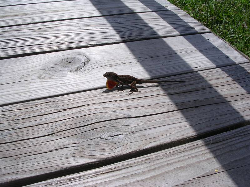 DSCN1290.jpg