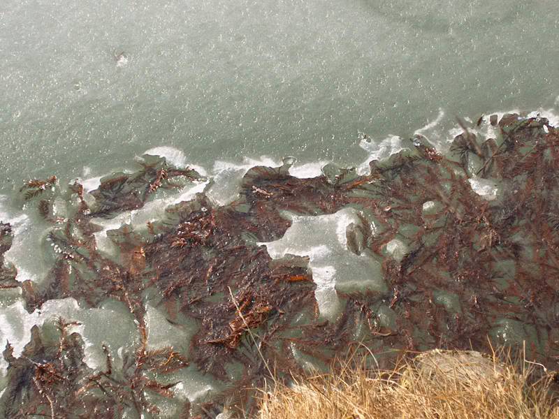 IM000273.JPG, 13/01/02, 94 kB