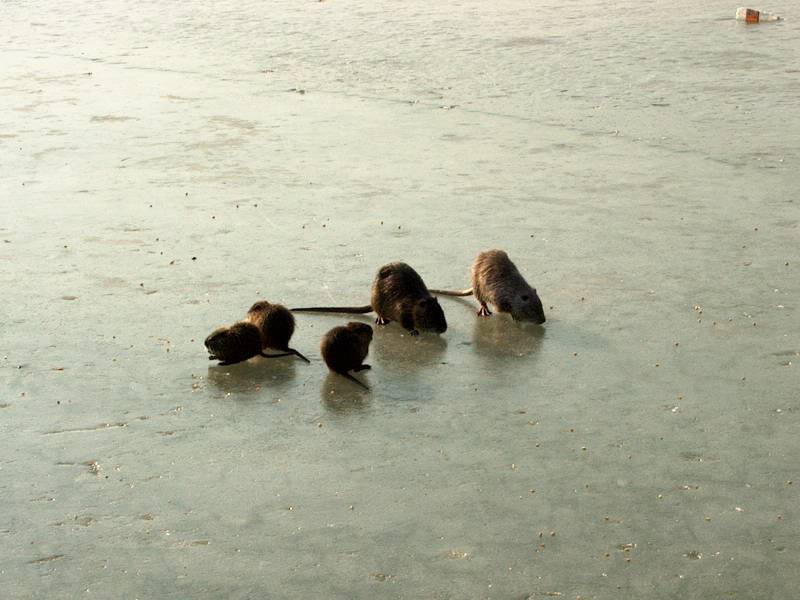 IM000286.JPG, 13/01/02, 55 kB