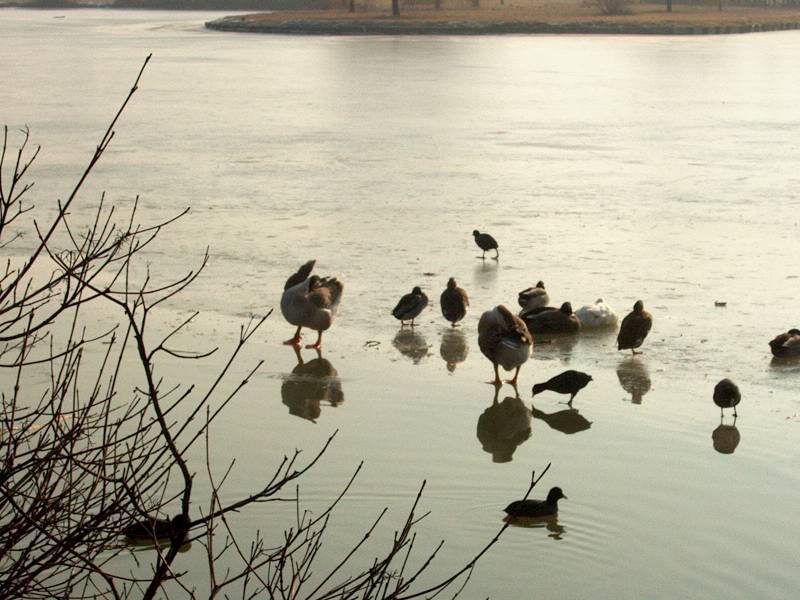 IM000288.JPG, 13/01/02, 68 kB