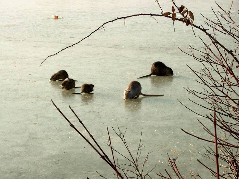 IM000290.JPG, 13/01/02, 77 kB