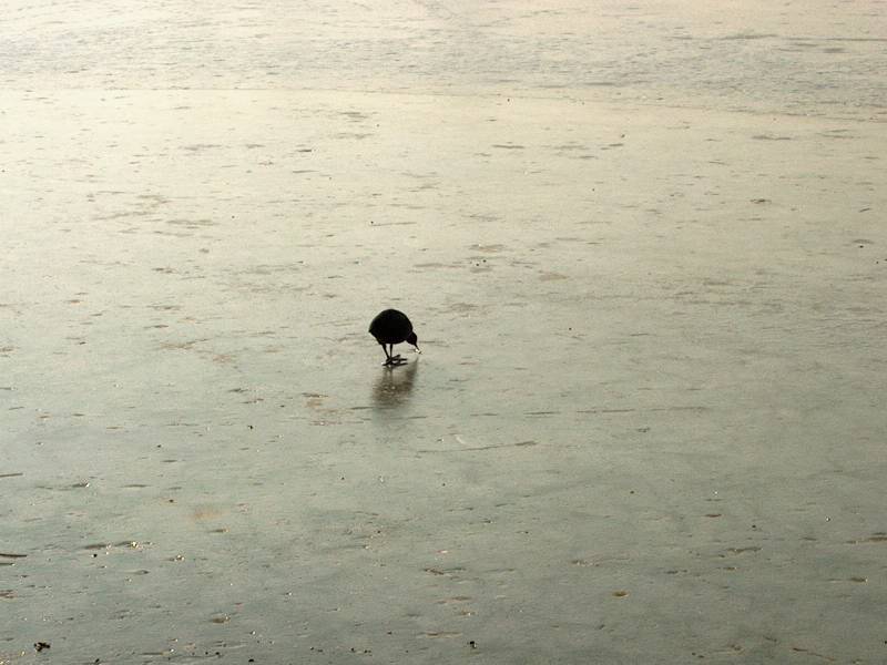 IM000291.JPG, 13/01/02, 49 kB