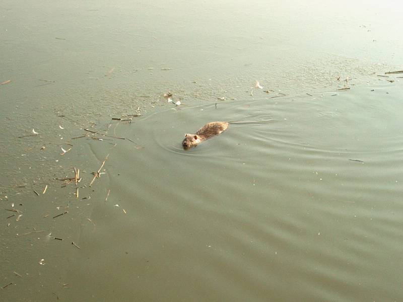 IM000296.JPG, 13/01/02, 35 kB