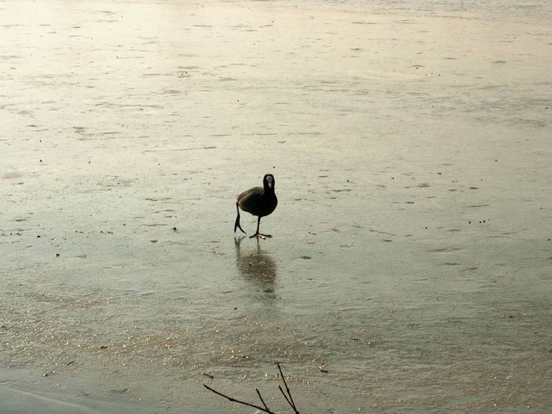 IM000297.JPG, 13/01/02, 61 kB