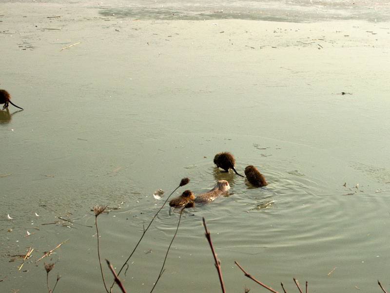 IM000302.JPG, 13/01/02, 45 kB