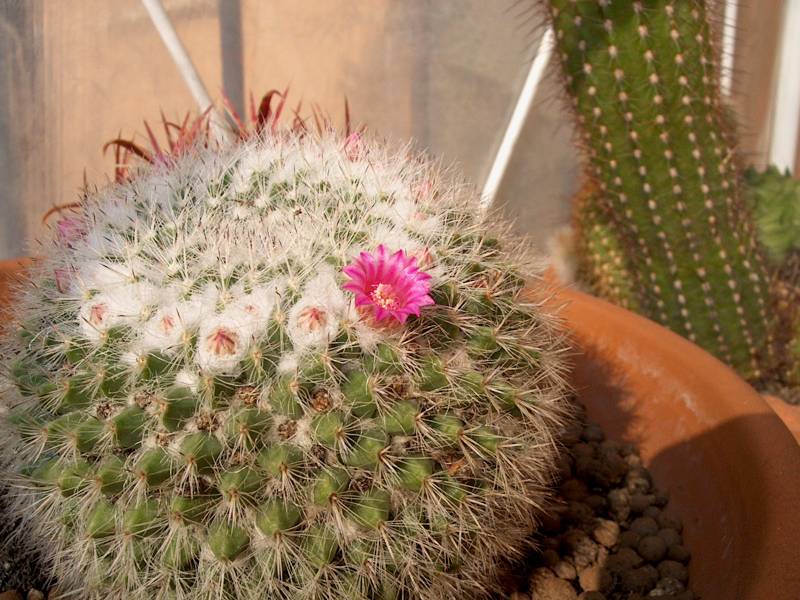 IM000342.JPG, 29/10/01, 86 kB