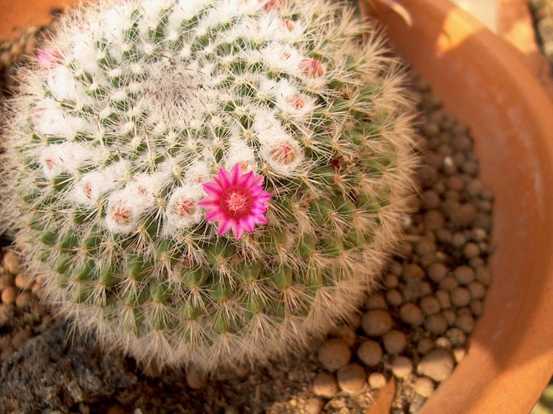 IM000346.JPG, 29/10/01, 86 kB