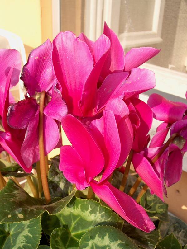 IM000349.JPG, 29/10/01, 65 kB