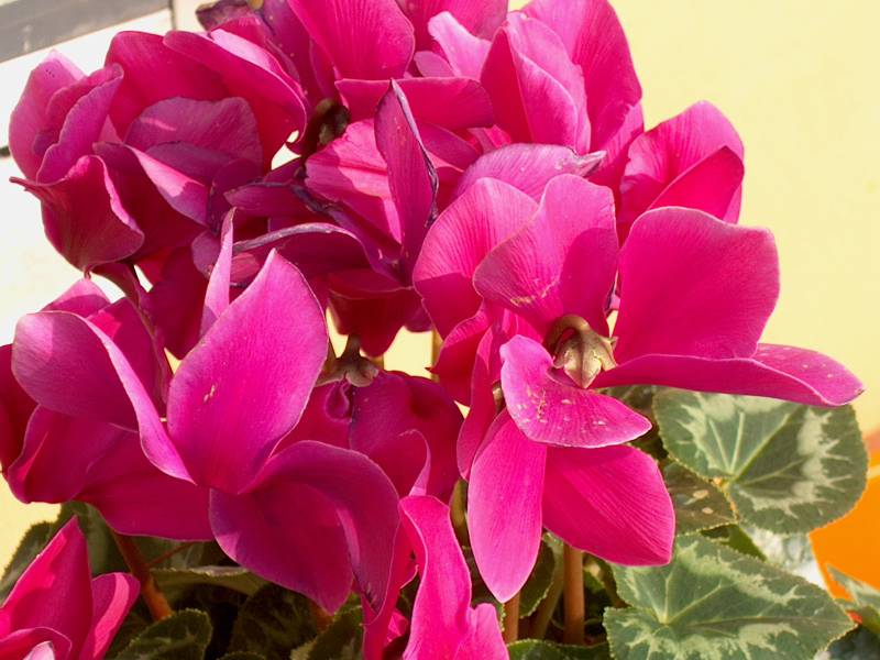 IM000351.JPG, 29/10/01, 62 kB