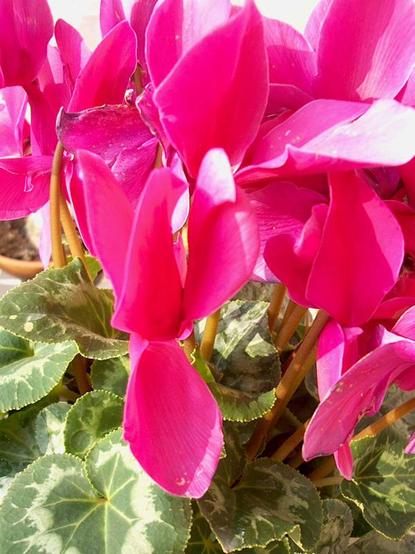 IM000352.JPG, 29/10/01, 70 kB