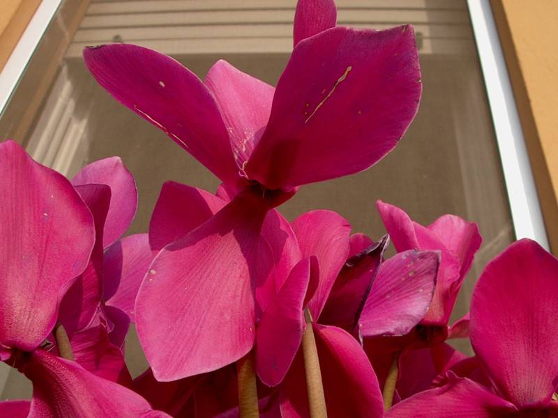 IM000354.JPG, 29/10/01, 49 kB