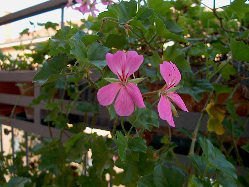 IM000355.JPG, 29/10/01, 61 kB