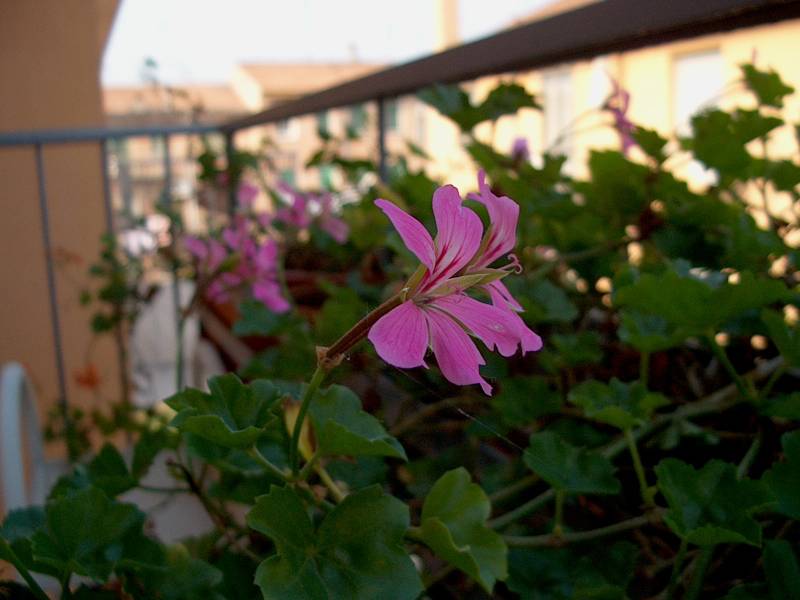 IM000356.JPG, 29/10/01, 47 kB