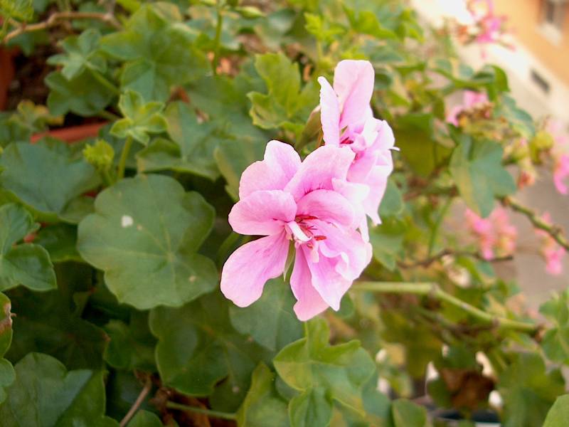 IM000359.JPG, 29/10/01, 49 kB