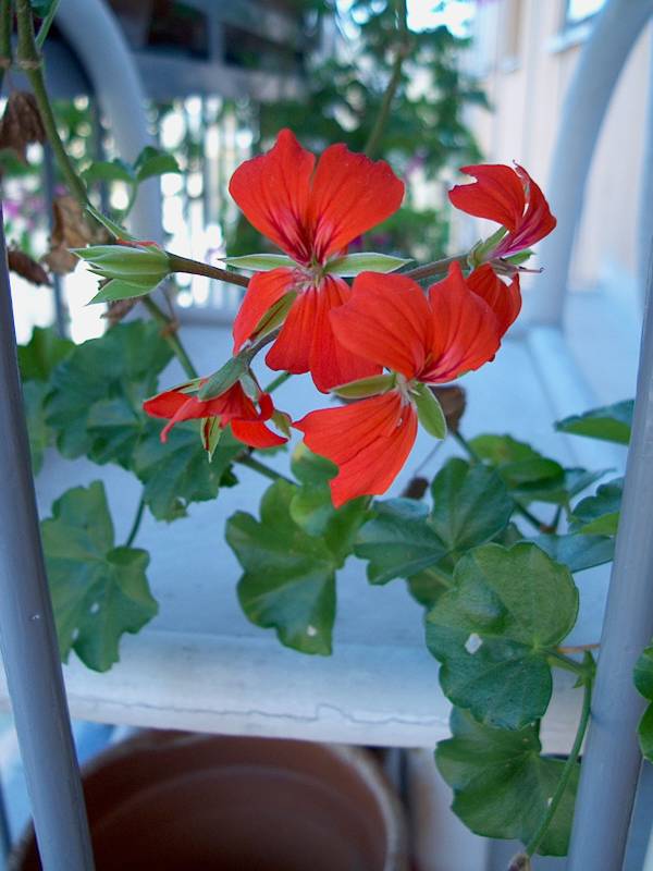 IM000360.JPG, 29/10/01, 53 kB