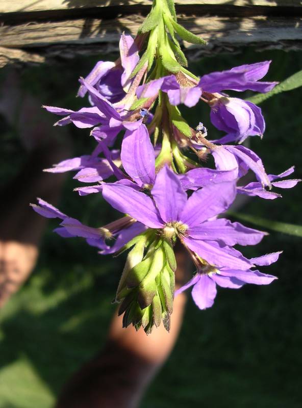 DSCN3229.JPG