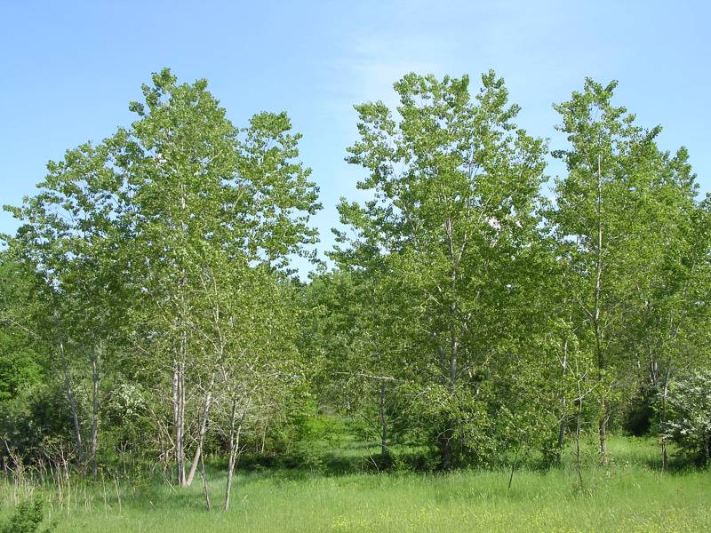 DSCN2755.JPG
