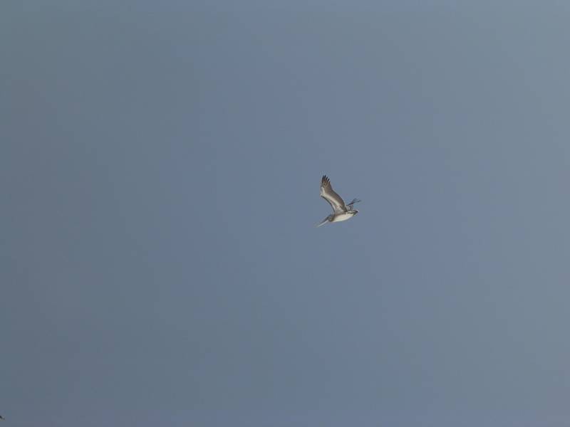 DSCN1619.jpg